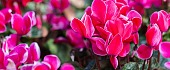 Ciklamenas (Cyclamen)