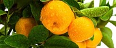 Mandarinų medis