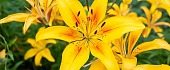Lelija (Lilium)