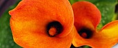 Kalija (Calla, Zantdeshia)