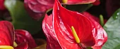 Anturis (Anthurium)