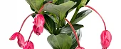 Medinilė (Medinilla)