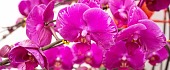 Orchidėjų rūšys 