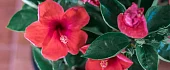 Kinrožė (Hibiscus)