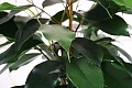 Fikusas (Ficus)
