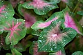 Kaladis (Caladium)