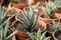 Avortija (Haworthia)