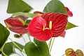 Anturis (Anthurium)