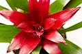 Bromelija (bromelia)