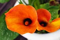 Kalija (Calla, Zantdeshia)