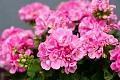 Pelargonija (Pelargonium)