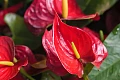 Anturis (Anthurium)