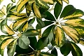 Šeflera (Schefflera)