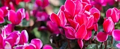 Ciklamenas (Cyclamen)