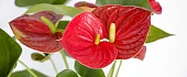 Anturis (Anthurium)