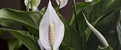 Vėzdūnė (Spathiphyllum)