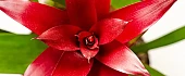 Bromelija (bromelia)