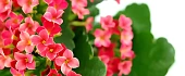 Kalankė (Kalanchoe)