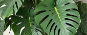 Monstera (Monstera) 