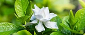 Gardenija (Gardenia)