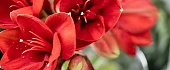 Amarilis (Amaryllis)