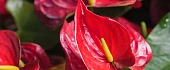 Anturis (Anthurium)