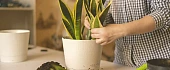 Sansevjera (Sansevieria)