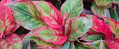 Aglaonema (Aglaonema)