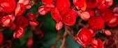 Begonija (Begonia)