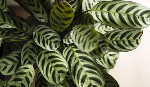 Ktenantė (Ctenanthe)