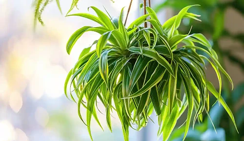 Chlorofitas (Chlorophytum)