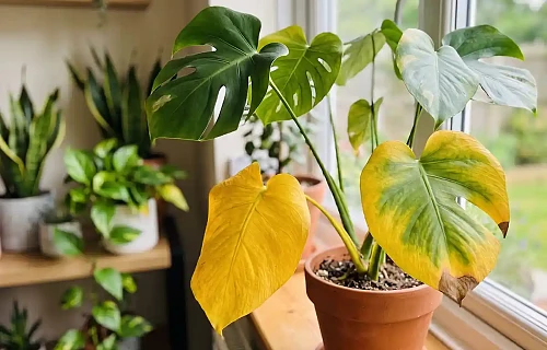 Kambarinis augalas monstera su keliais stipriai pageltusiais ir parudavusiais lapais, stovintis vazone ant medinės palangės prie lango, fone matomi kiti žali augalai.