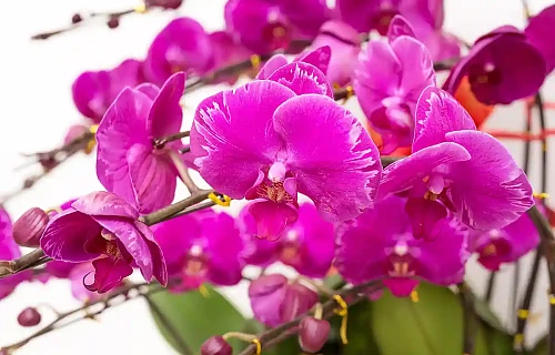 Orchidėja