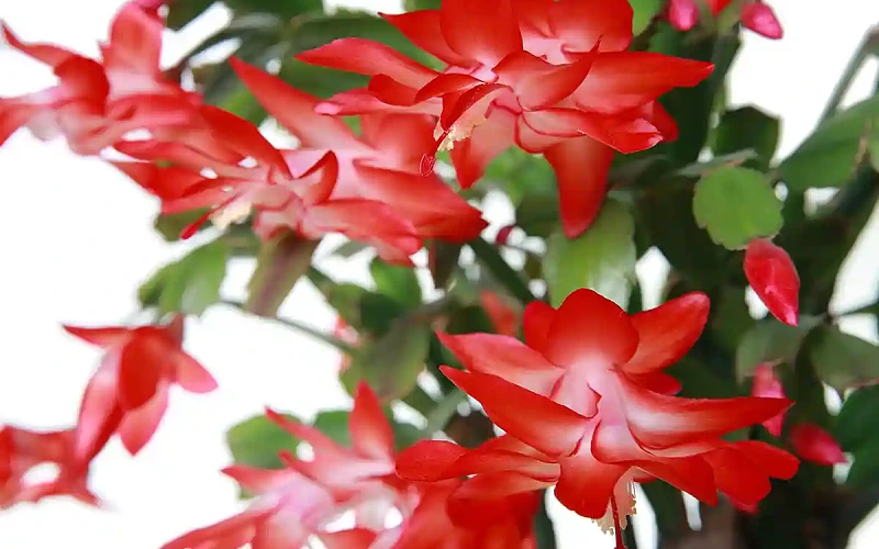Kalėdų kaktusas (Schlumbergera truncata)