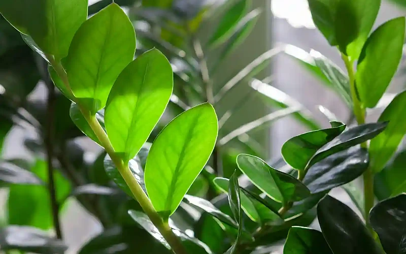 Pinigų medis (Zamiokulkas)