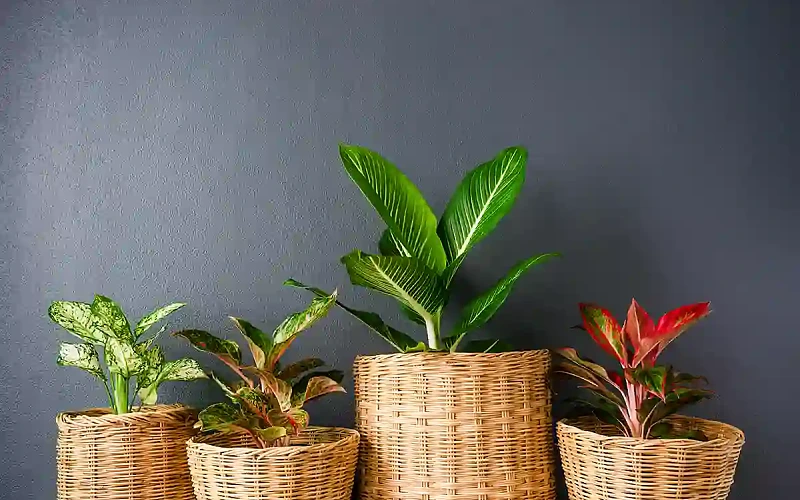 Kambariniai augalai pagal zodiako ženklą